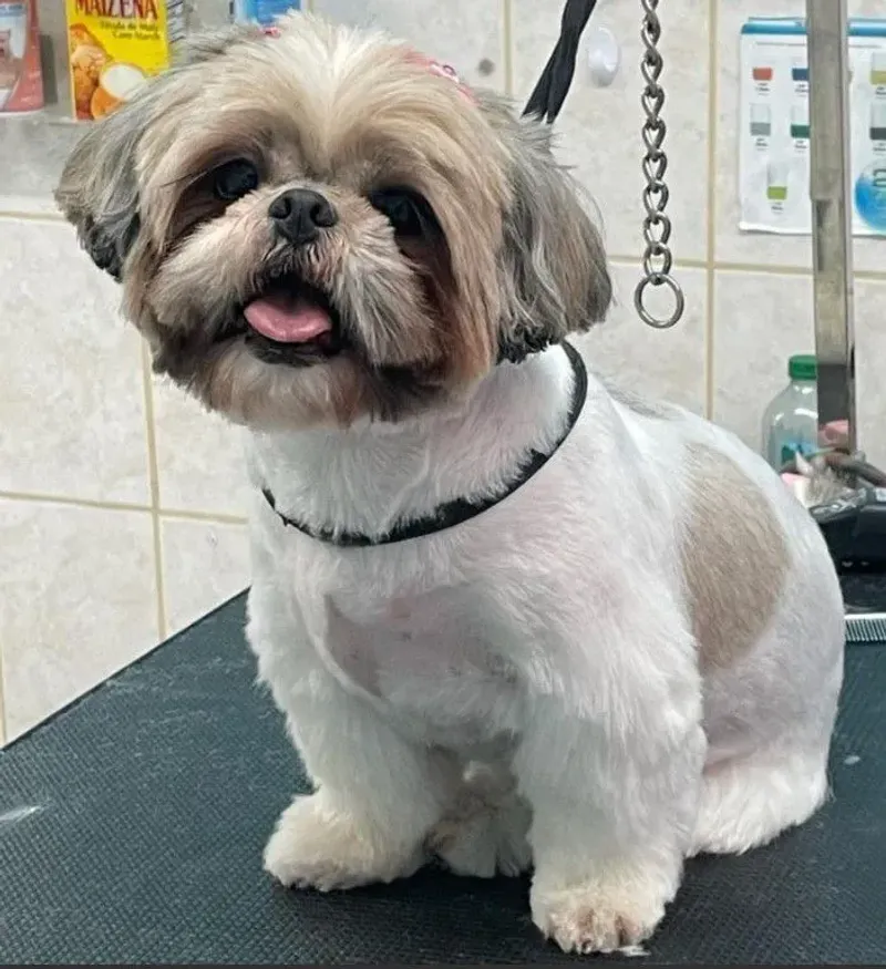 Grooming Hacks: The 'Puppy Cut'