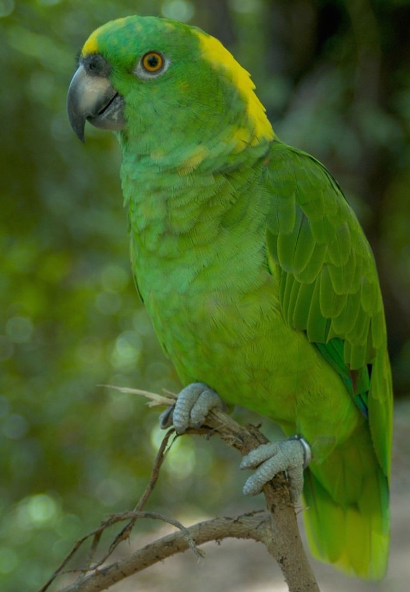 Yellow-naped Amazon