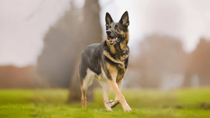 Hip Dysplasia: The Silent Joint Destroyer
