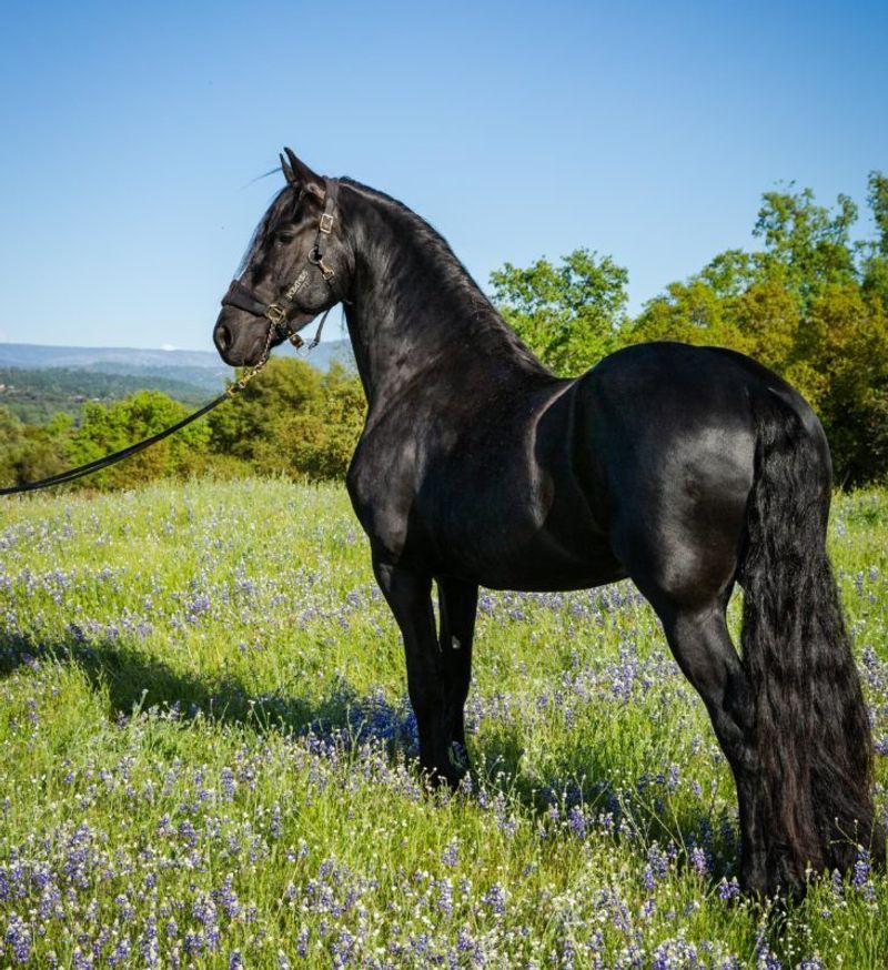 Powerful Friesian