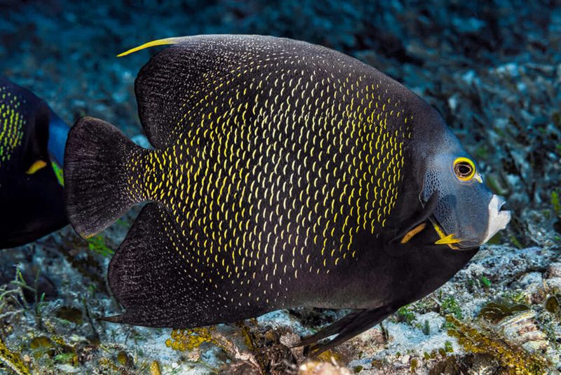 French Angelfish: The Majestic Reef Royalty