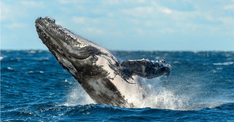 Humpback Whale: Ocean Giants Making Waves