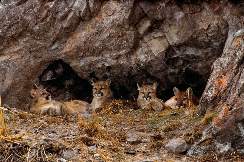 Mountain Lions Take Up Cave Dwelling