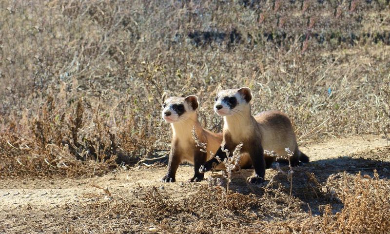 Black-Footed Ferrets: Badlands And Wind Cave National Parks