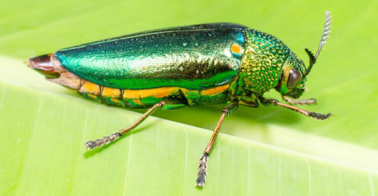 Emerald Ash Borer Expands Its Reach To Nebraska, Oregon, And Denver