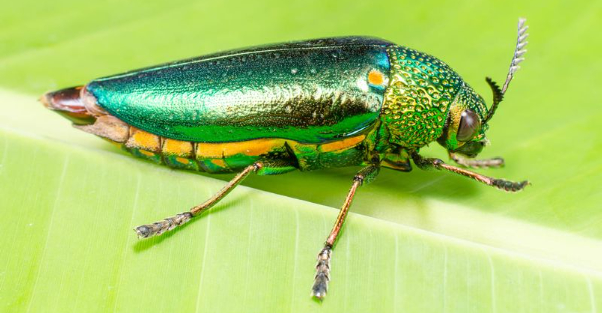 Emerald Ash Borer Expands Its Reach To Nebraska, Oregon, And Denver