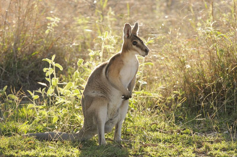 Wallabies: Kangaroo's Compact Cousins