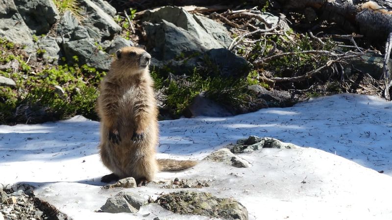 Whistling Olympic Marmots