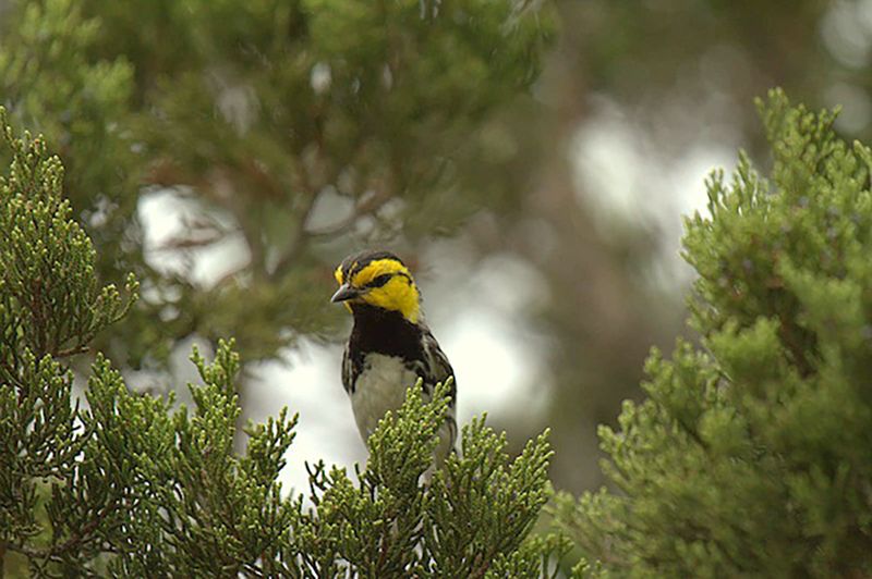 Conservation Efforts