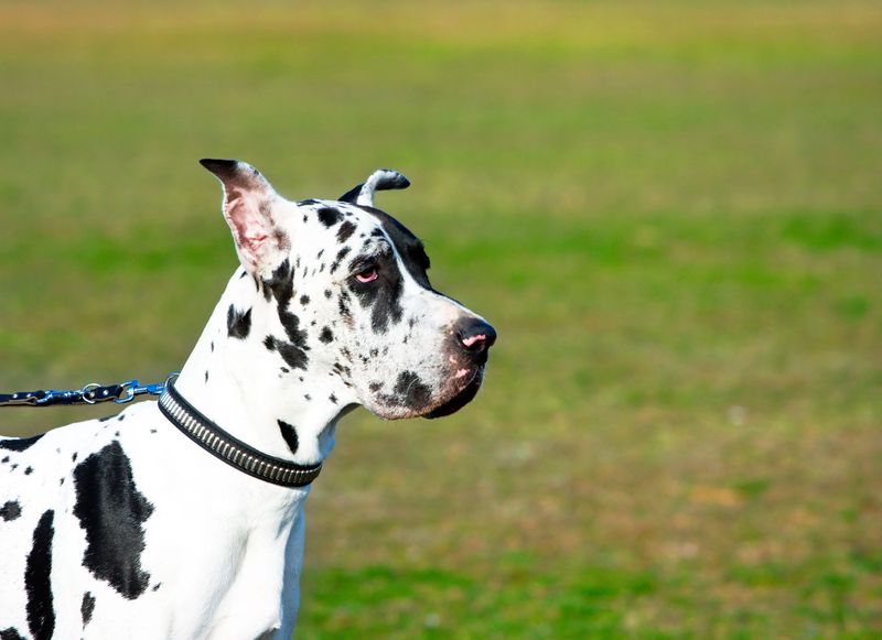 Great Dane