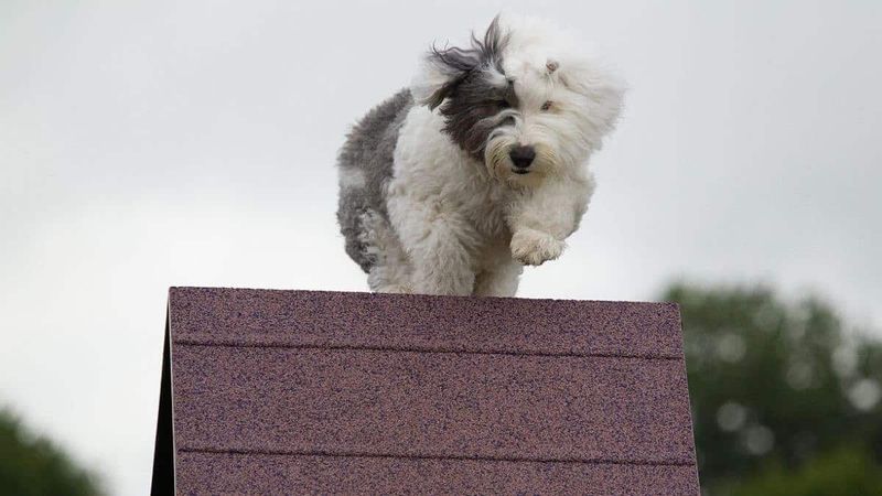 Old English Sheepdog: The Surprisingly Tough Teddy Bear