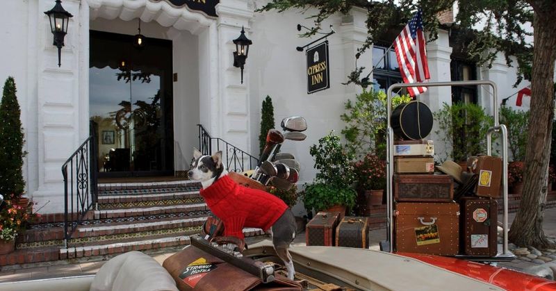 Check Pet-Friendly Accommodations Ahead