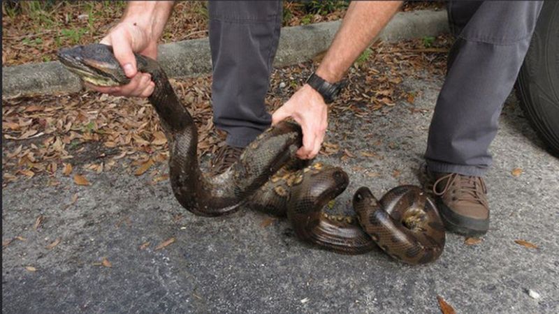 Strict Regulations Apply To Certain Species