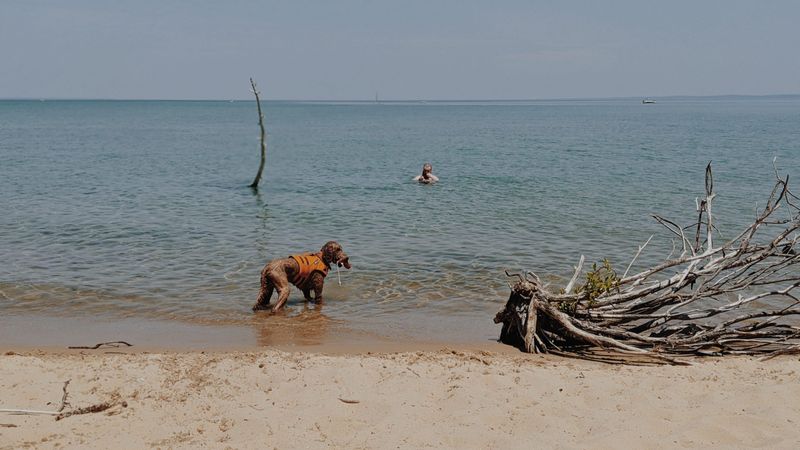 Maple Bay Natural Area – Wilderness Waterfront For Waggy Tails