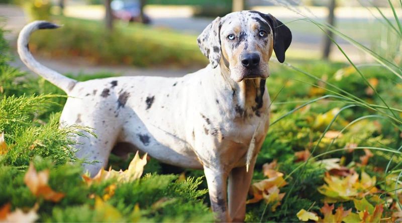 Catahoula Leopard Dog