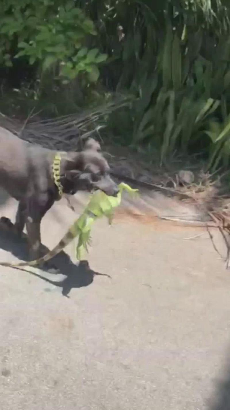 Reptile Respecter