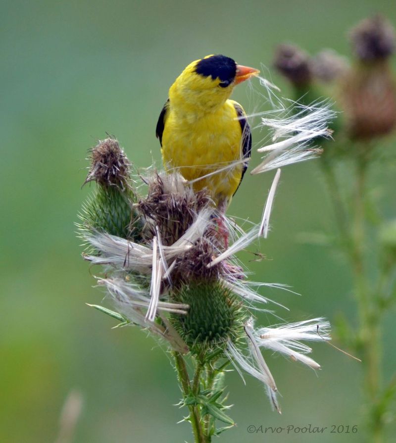 American Goldfinch – The Flying Lemon Drop