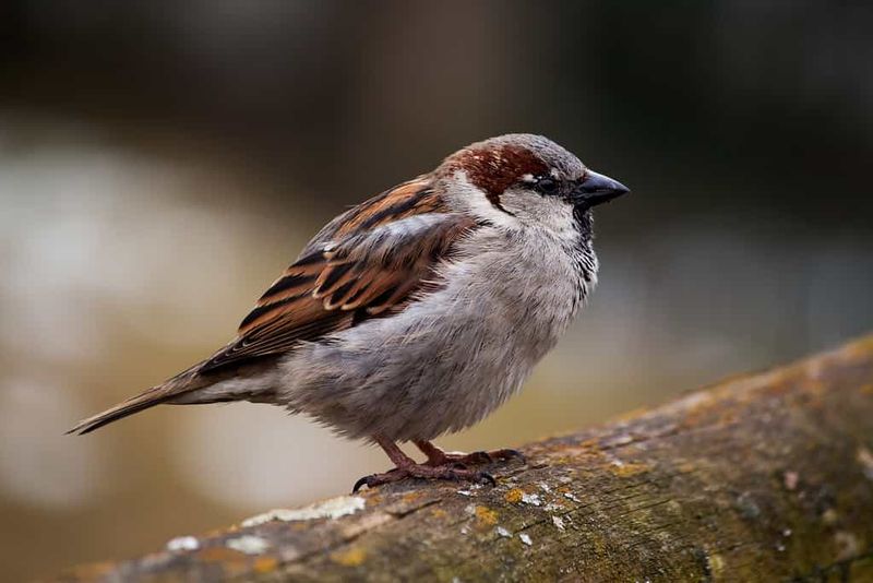 House Sparrow: The Deceptive Destroyer
