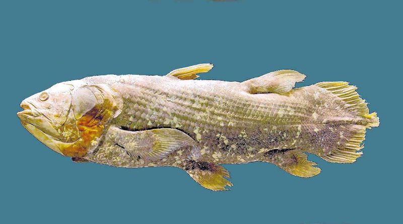 Echoes Of Evolution: The Scientific Significance