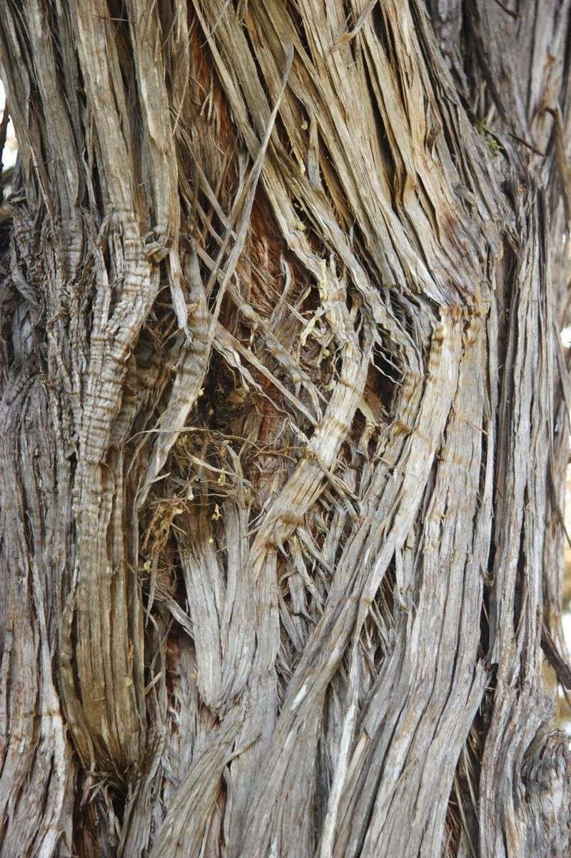 Dependence on Ashe Juniper