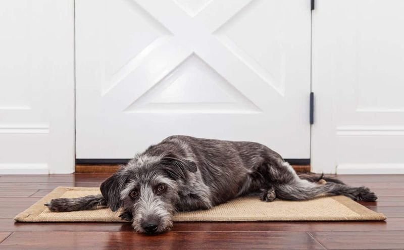 Separation Anxiety: When Your Neighbors Text About Your Dog's Feelings