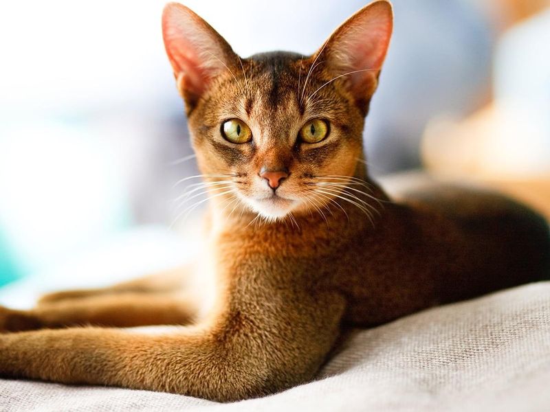 Abyssinian