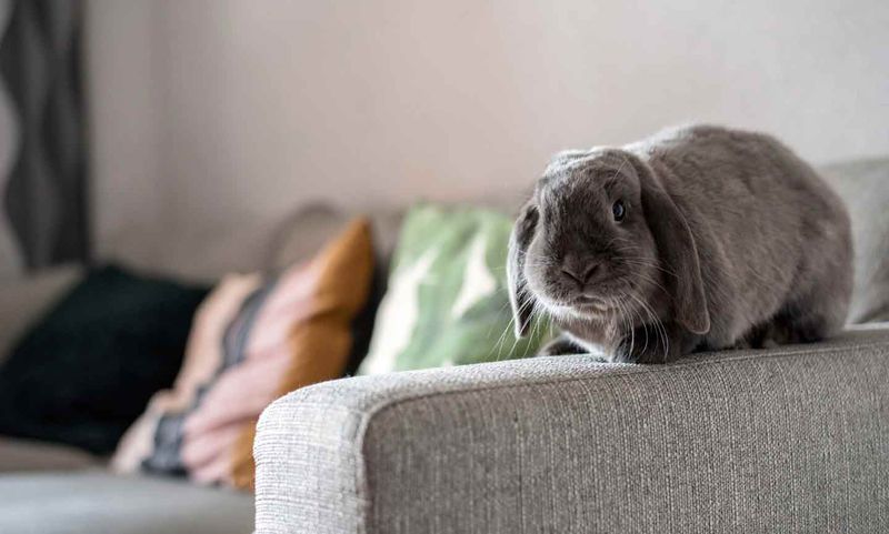 Indoor Rabbits Welcome Statewide