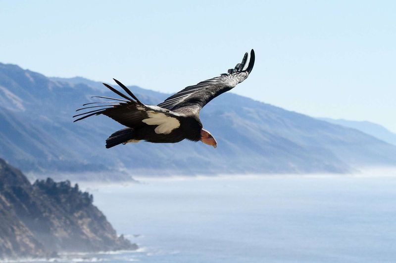 California Condor – Pinnacles National Park