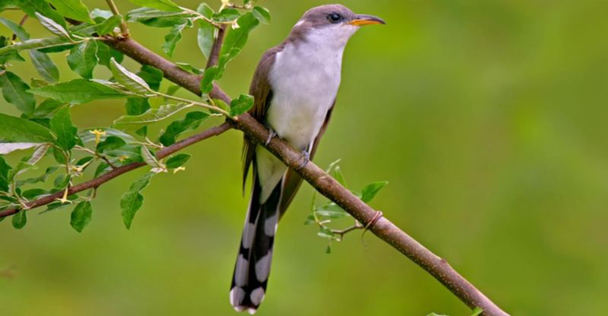 Exploring California’s Rare And Endangered Birds: Best Birdwatching Locations