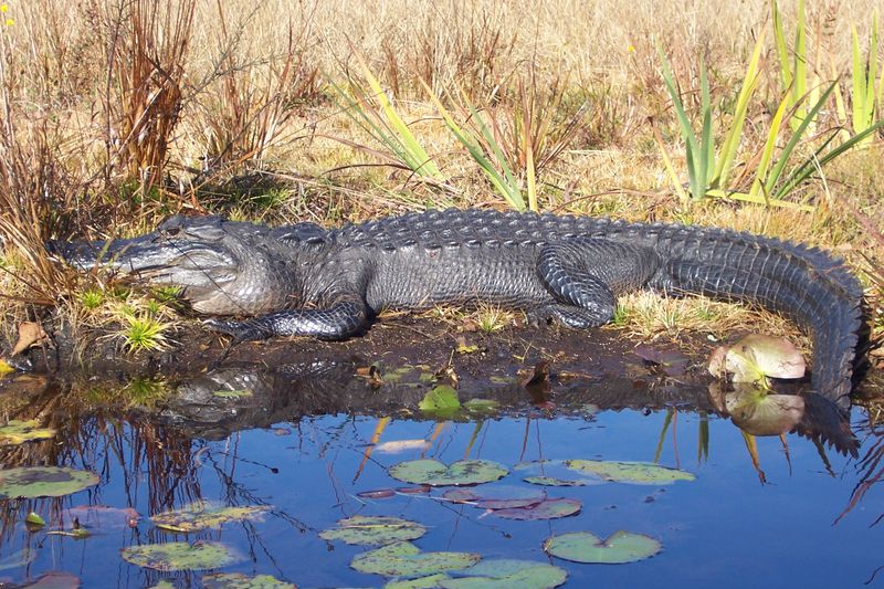 Kings of the Okefenokee