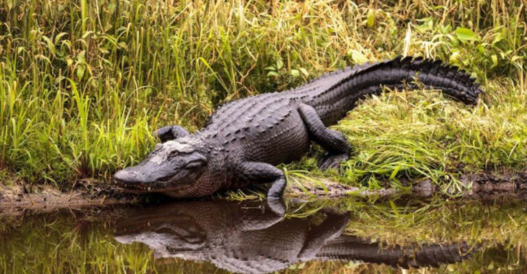 Exploring Georgia’s Intriguing Alligator Population