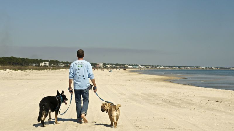 Overlooking Dog-Friendly Spaces