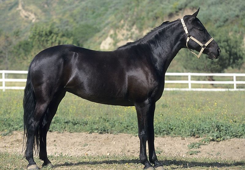 Smooth-Riding Missouri Fox Trotter