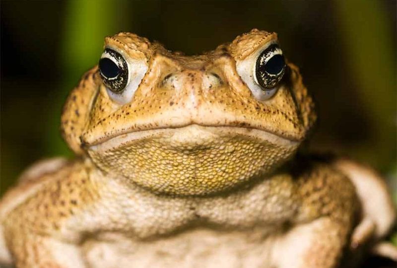 Cane Toad: The Toxic Hopper