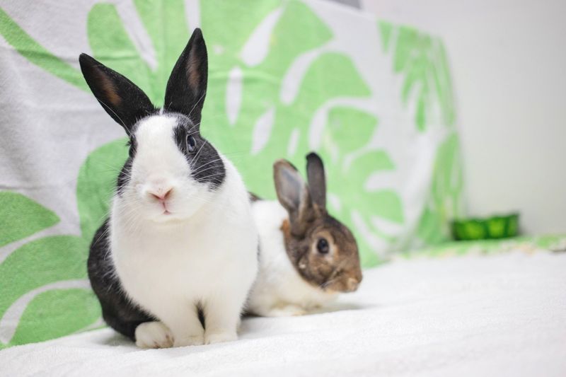 Vibrant Online Communities Connect Bunny Parents
