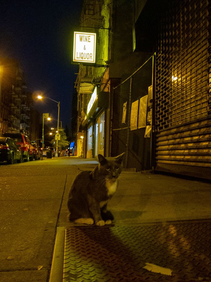 Night Owls