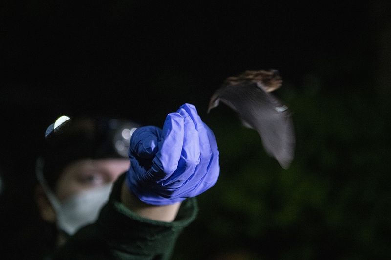 Citizen Scientists Track Seattle's Bats