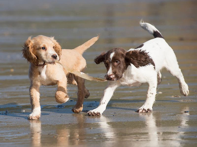Not Socializing Dogs Properly