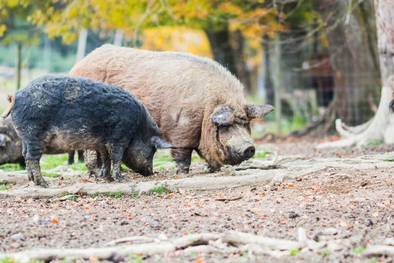 Noise Ordinances Apply Differently To Porcine Pals