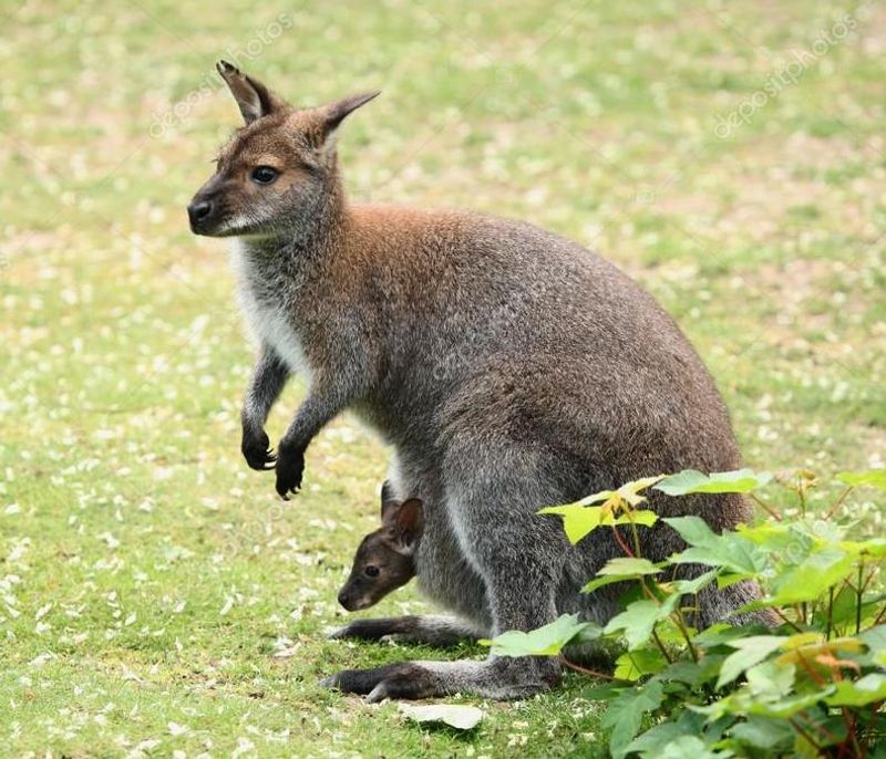 Wallabies