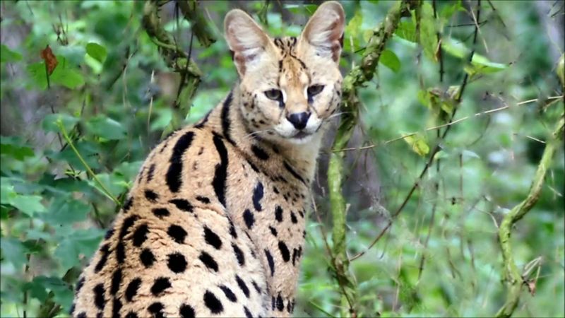 Serval