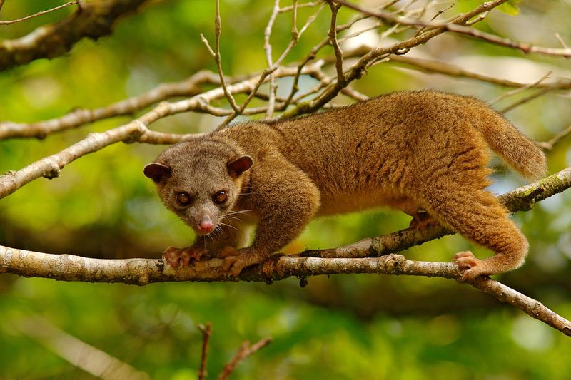 Kinkajou: Honey Bear Cuddles with a Prehensile Twist