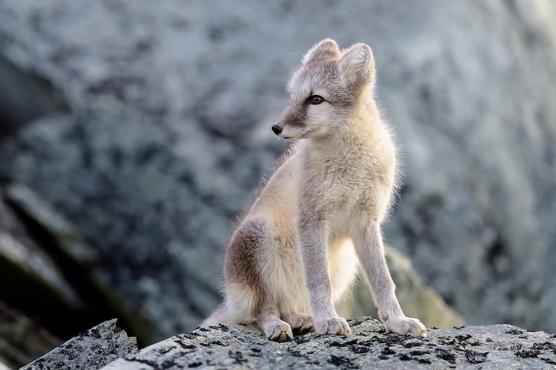 Arctic Fox (Vulpes lagopus)