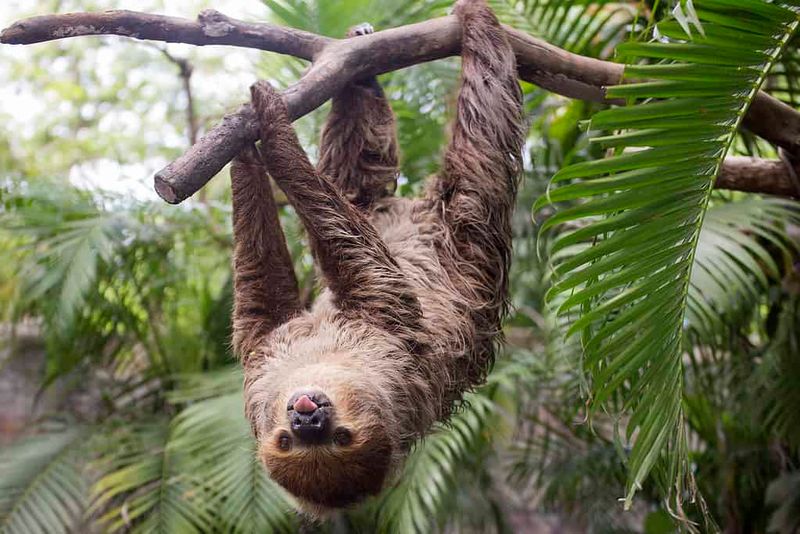 Sloth