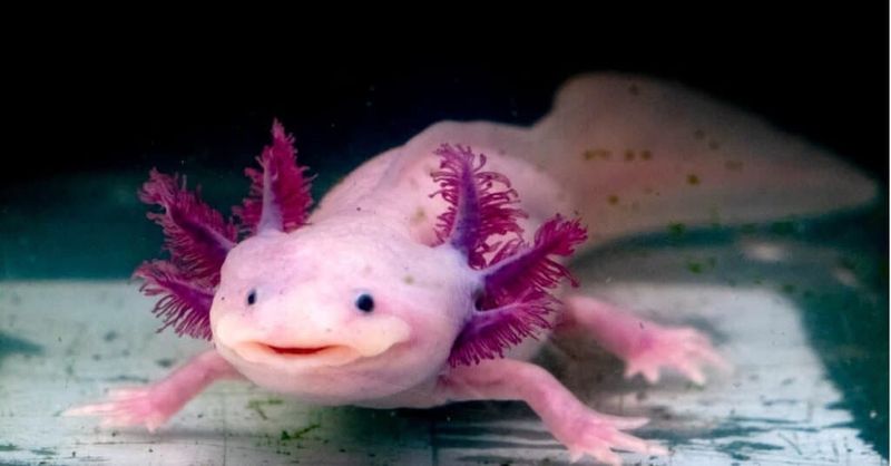Axolotls: Smiling Salamanders That Never Grow Up