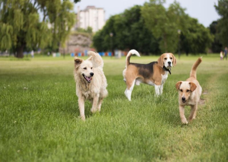 Dog Park Diplomat