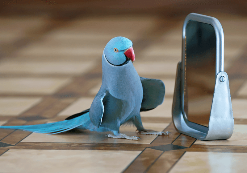 Parakeet