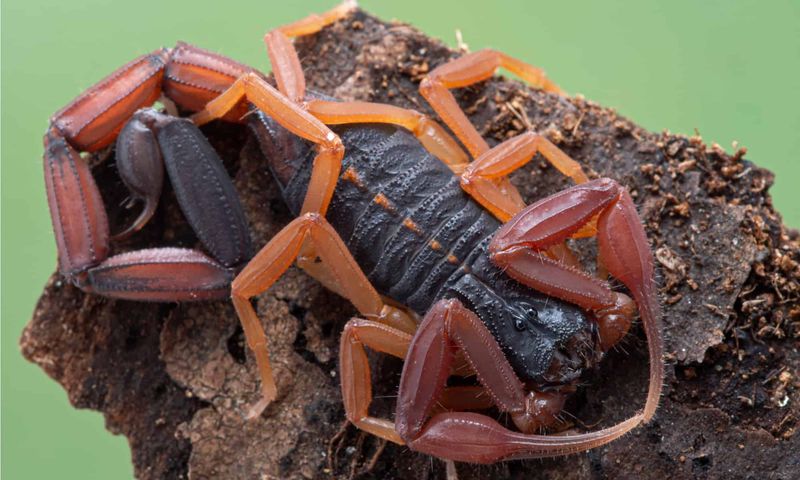 Scorpion: The Nocturnal Hunter