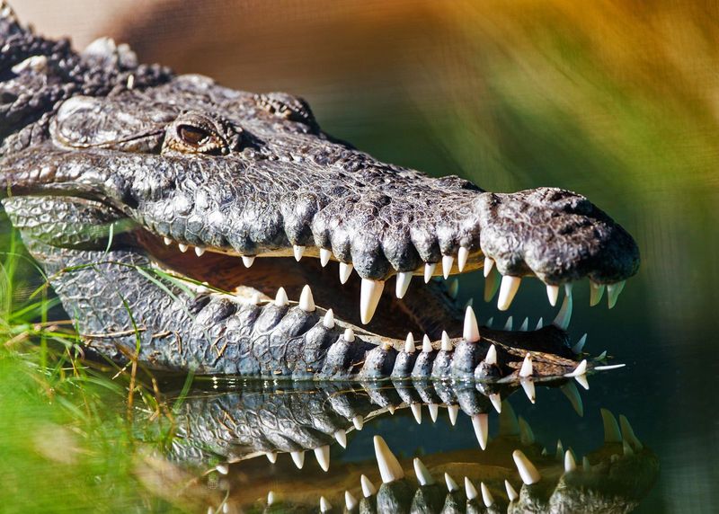 American Crocodiles: The Southern Specialists