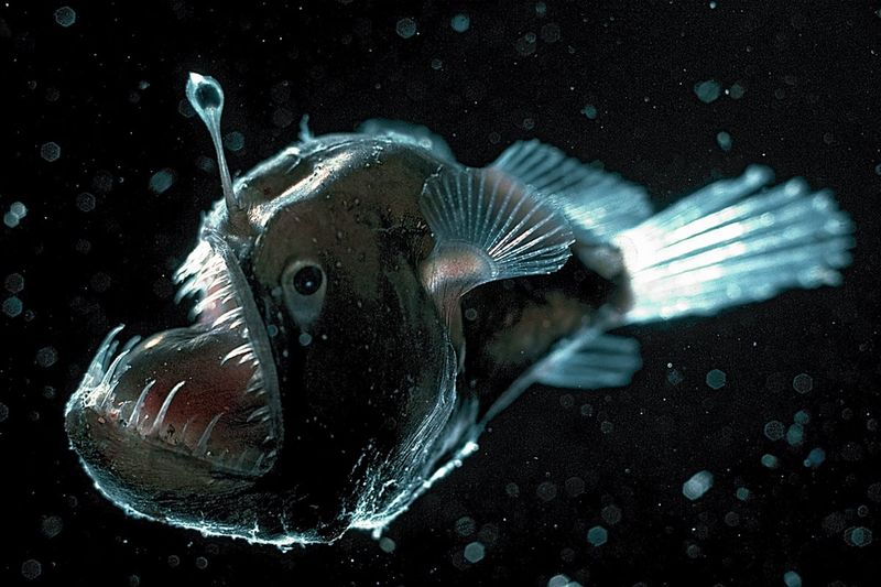 Deep-sea Anglerfish: The Living Lantern